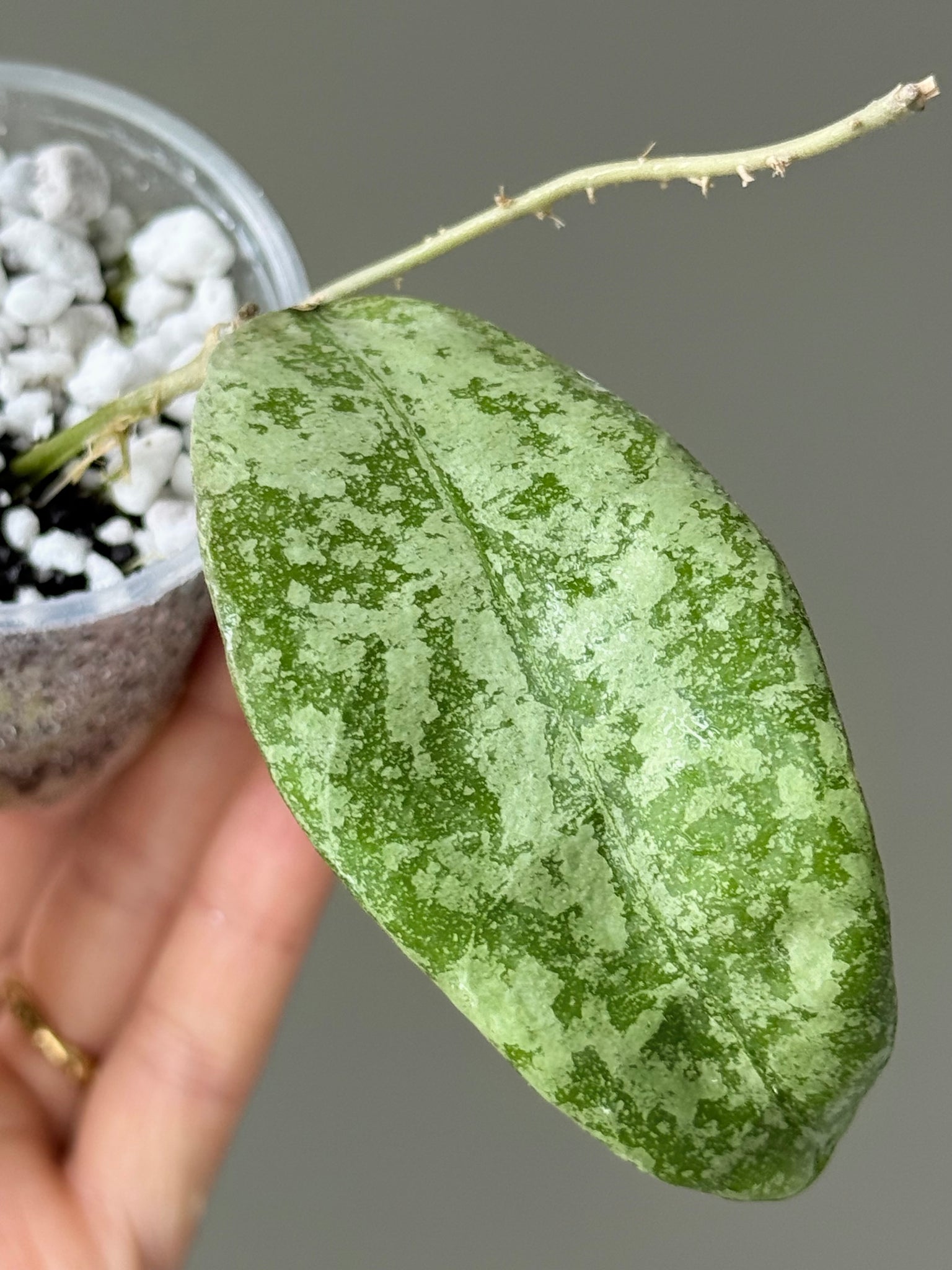 Hoya SLM04 aka Aff Lambii sp Kalimantan (Silver)