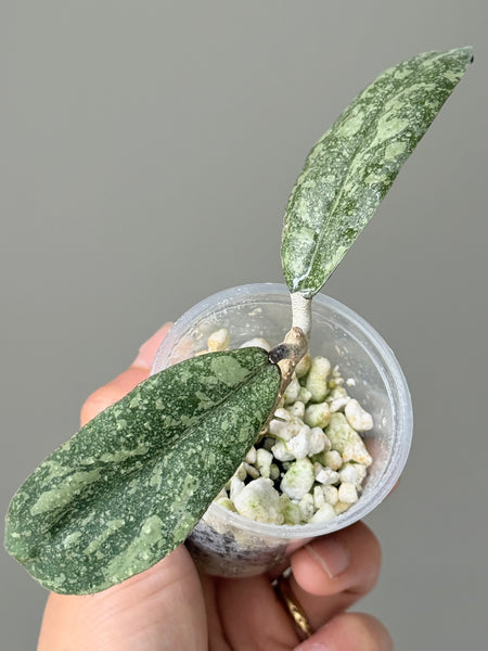 Hoya Finlaysonii Silver 🇮🇩