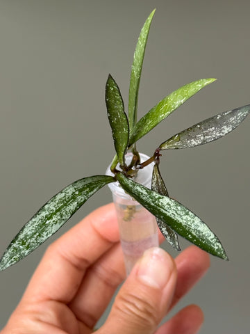 Hoya sp Tanggamas (bamboo leaves)