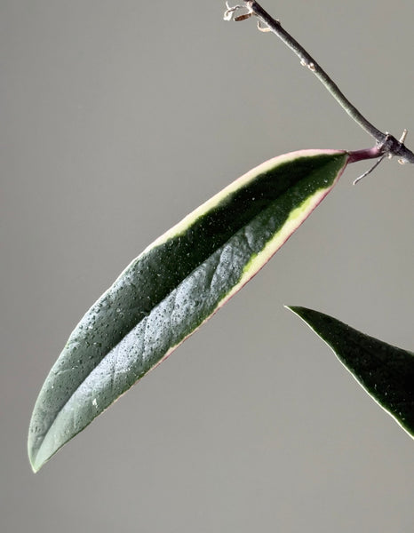 Hoya Sulawesiana Albomarginata