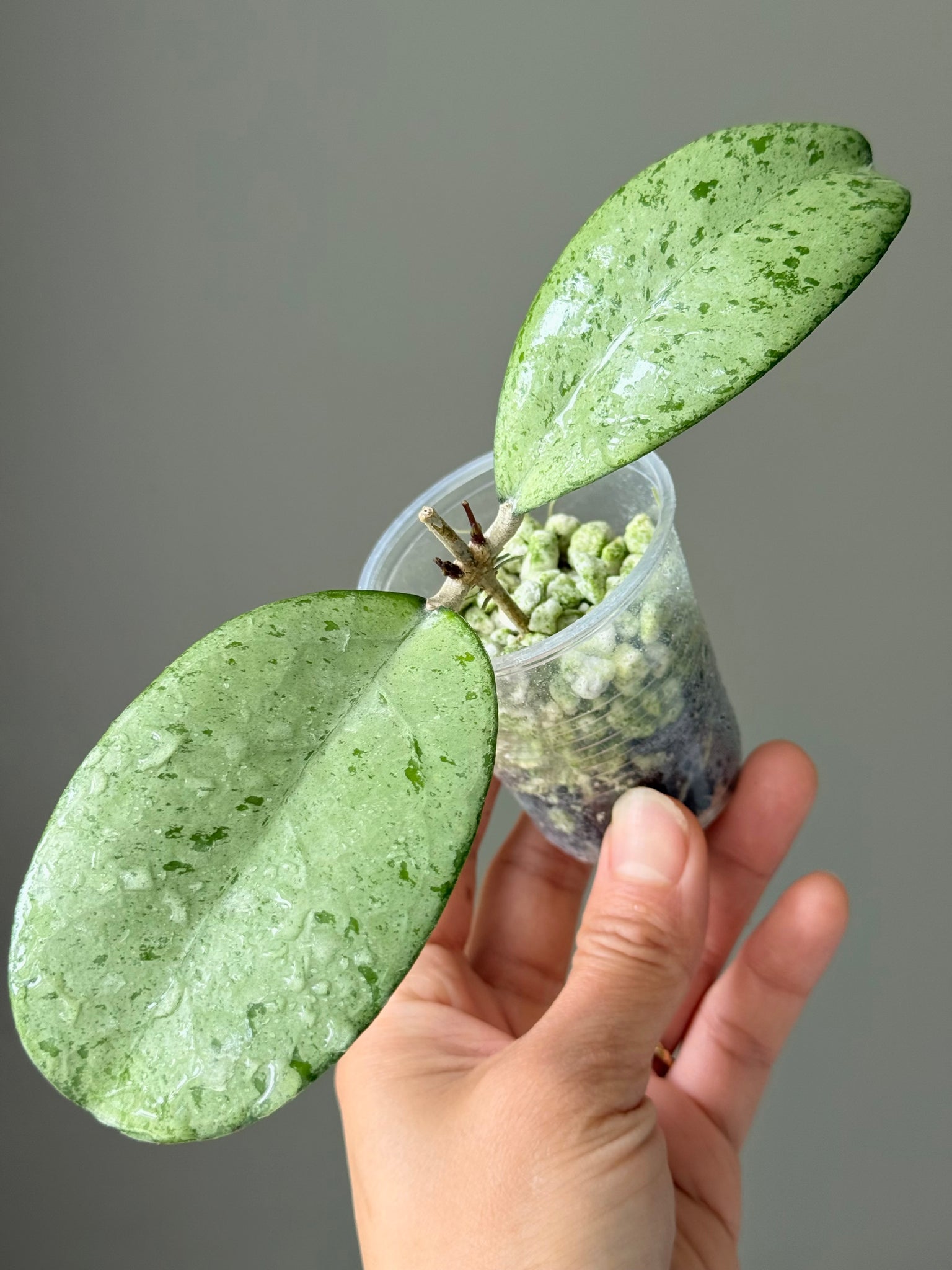 Hoya ‘Meena’