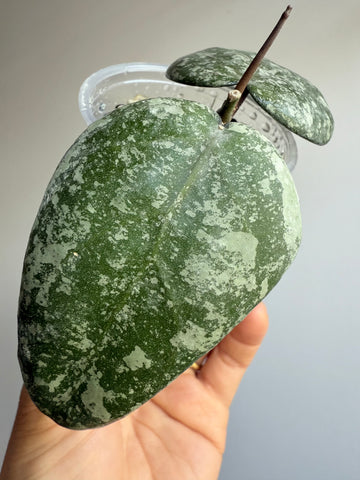 Hoya cinnamomifolia x hoya imbricata