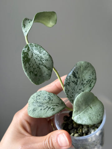Hoya sp ‘Chiang Dao’ Silver