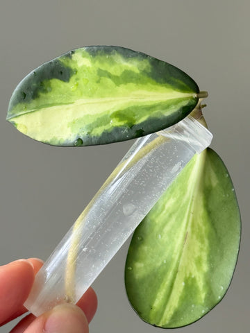 Hoya Diversifolia ‘Dewata’