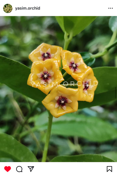 Hoya Bruno Queen (Hoya Campanulata X Hoya Densifolia)