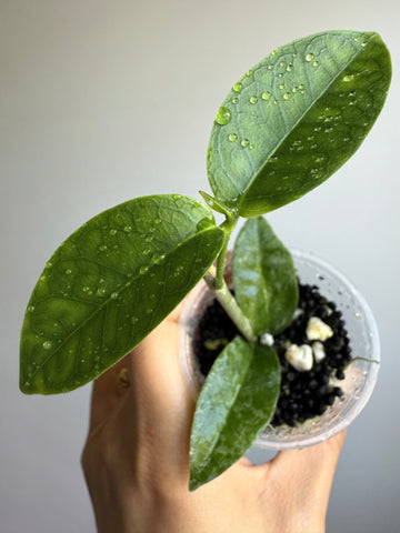 Hoya Bruno Queen (Hoya Campanulata X Hoya Densifolia)