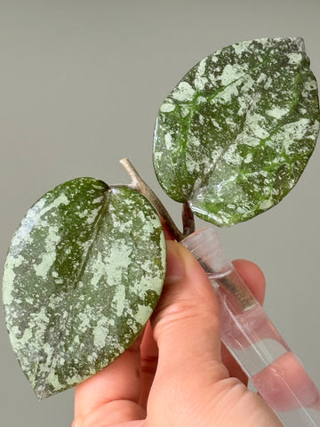 Hoya cinnamomifolia x hoya imbricata