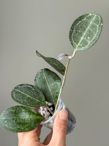 Hoya Elliptica (round leaf) sp Kalimantan 🇮🇩