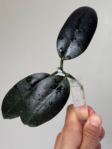 Hoya Ischnopus sp Sulawesi