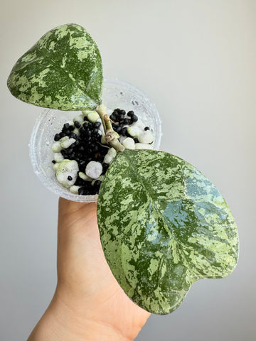 Hoya Deykeae silver ‘Morning Dew’
