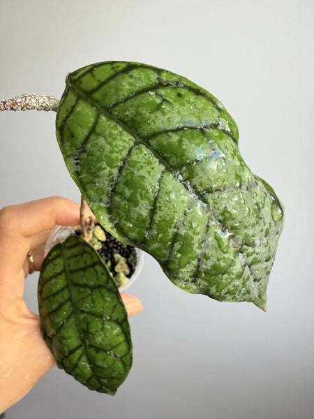 Hoya Callistophylla Sekadau