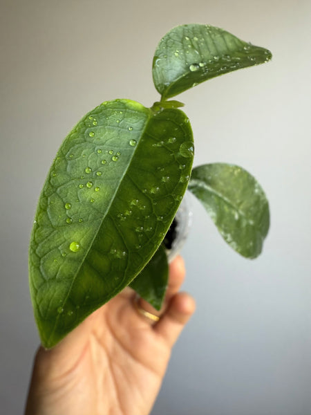 Hoya Bruno Queen (Hoya Campanulata X Hoya Densifolia)