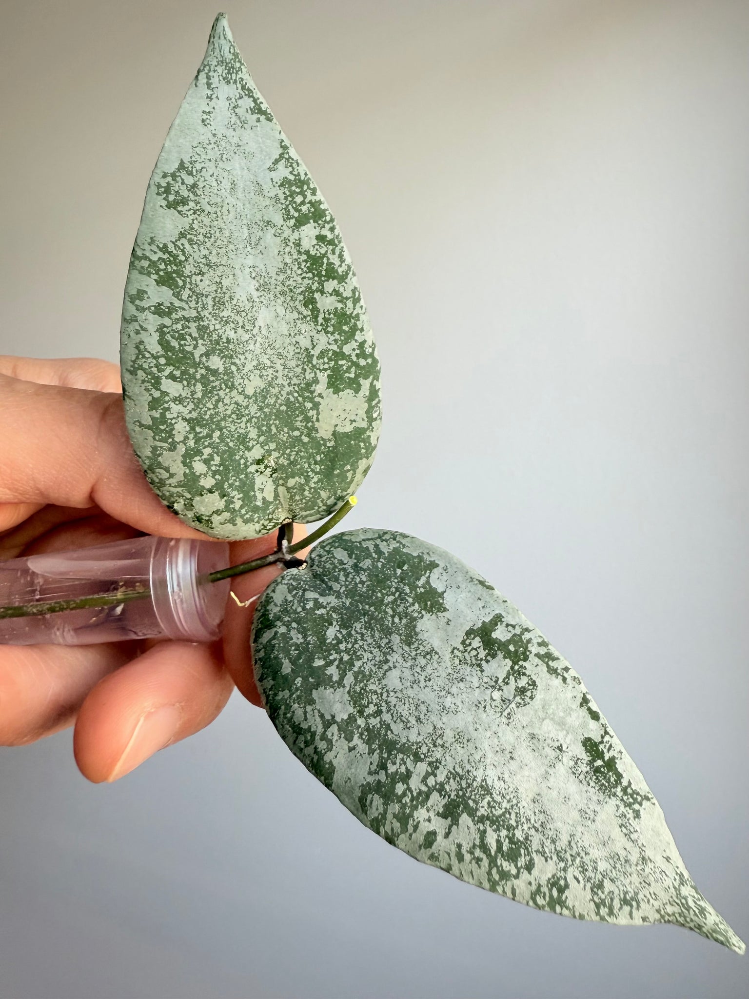 Hoya flagellata sp Aceh (silver)