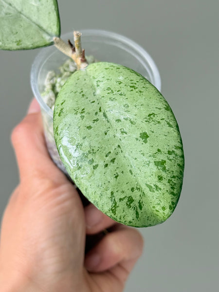 Hoya ‘Meena’
