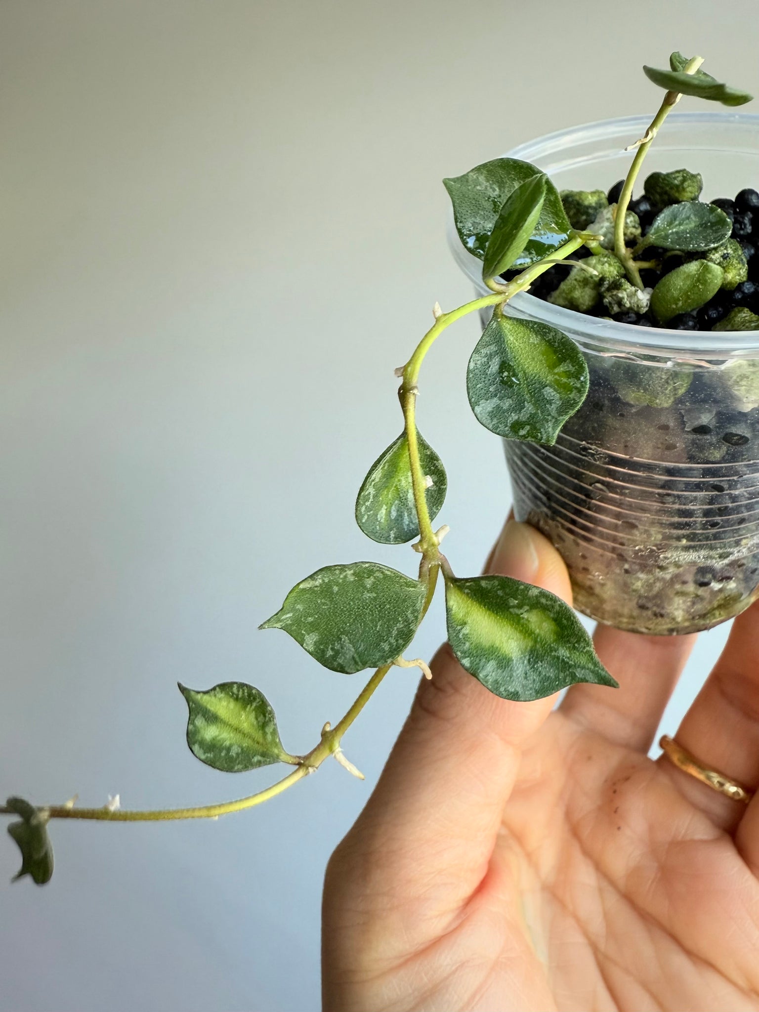 Hoya Curtisii Inner Variegated