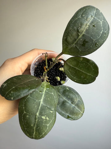Hoya Elliptica (round leaf) sp Kalimantan 🇮🇩