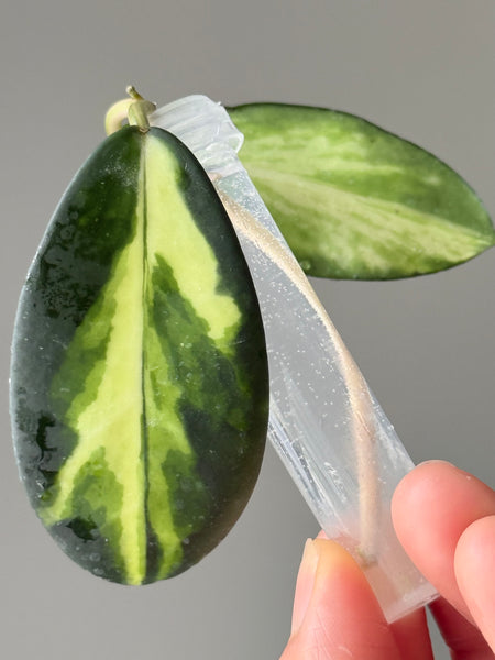 Hoya Diversifolia ‘Dewata’