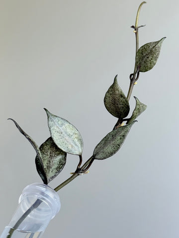 Hoya Lacunosa ‘Black Pearl’