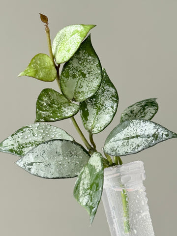Hoya Lacunosa ‘Green Edge’