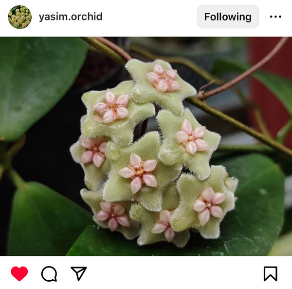 Hoya Ischnopus sp Sulawesi