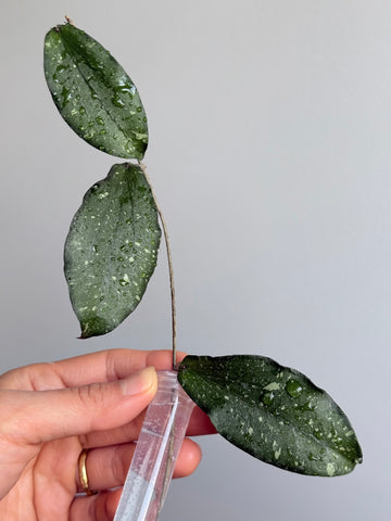 Hoya Erythrina splash