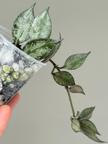 Hoya Lacunosa ‘Black Pearl’