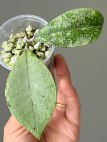 Hoya sp Kalbar Silver