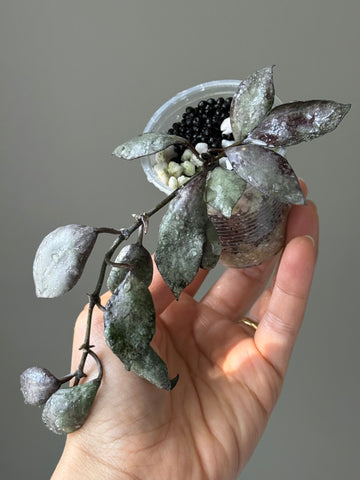 Hoya Lacunosa ‘Violet’