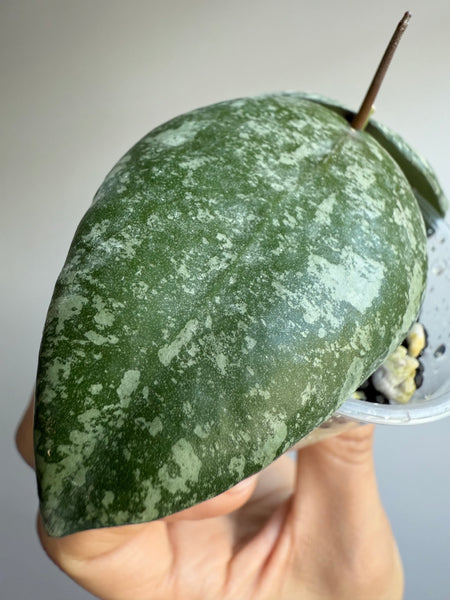 Hoya cinnamomifolia x hoya imbricata