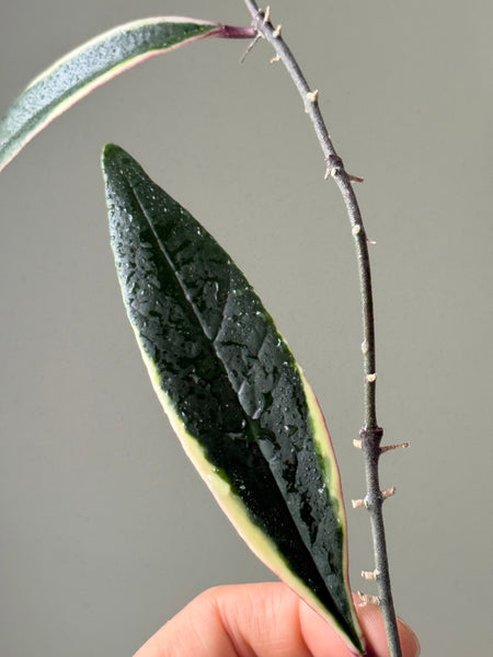Hoya Sulawesiana Albomarginata