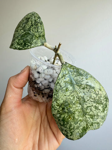 Hoya Deykeae silver ‘Morning Dew’