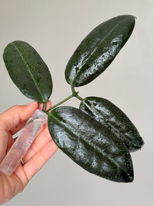 Hoya Ischnopus sp Sulawesi