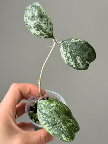 Hoya Deykeae silver ‘Morning Dew’