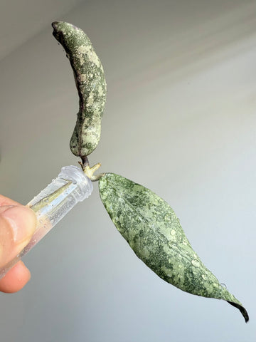 Hoya Finlaysonii Silver 🇮🇩