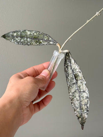 Hoya Clemensiorum sp Sumatra (super splash)