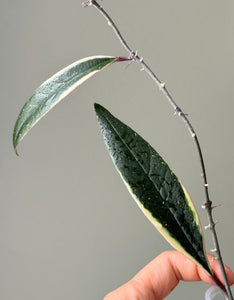 Hoya Sulawesiana Albomarginata