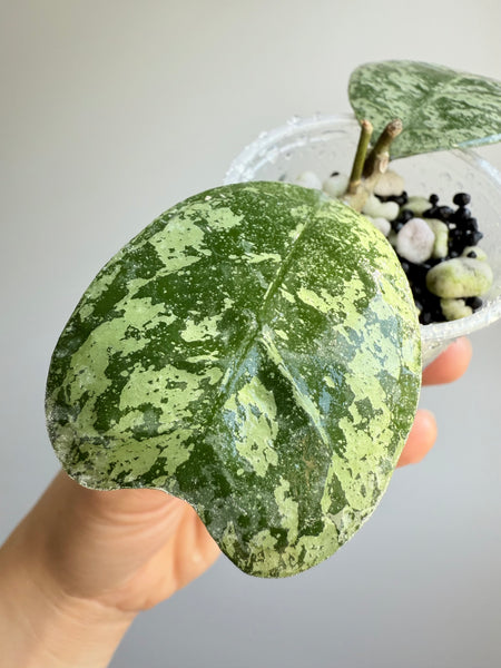 Hoya Deykeae silver ‘Morning Dew’