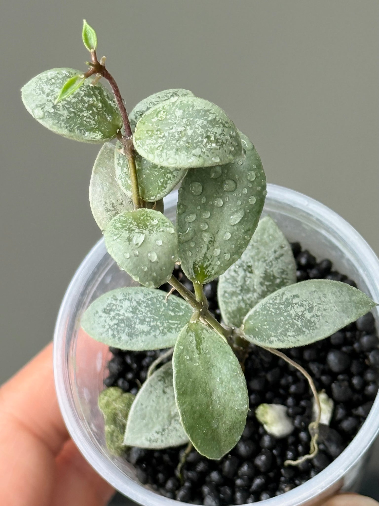 Hoya Mini sp Kalimantan Silver (aka Hoya ‘Coin Silver’)