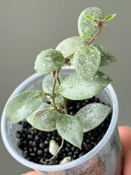 Hoya Mini sp Kalimantan Silver (aka Hoya ‘Coin Silver’)