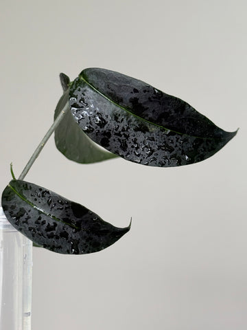 Hoya Papuana