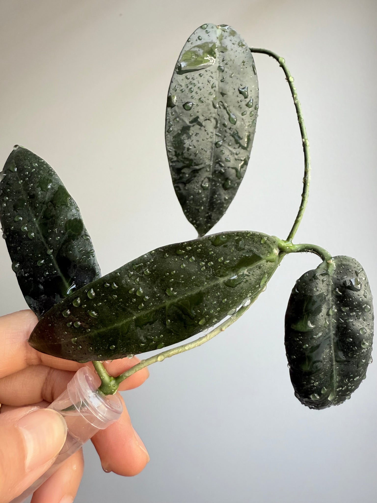 Hoya Ischnopus sp Sulawesi