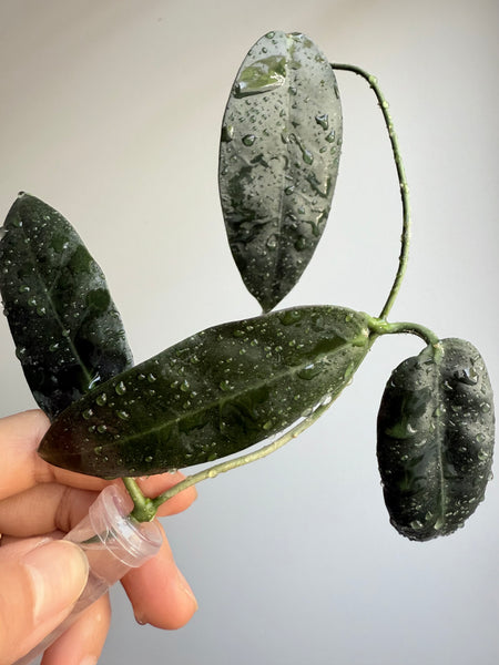 Hoya Ischnopus sp Sulawesi
