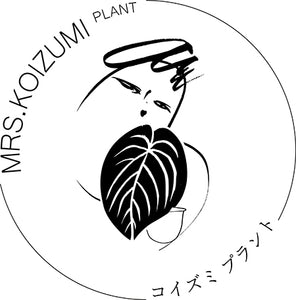 MRS. KOIZUMIPLANT